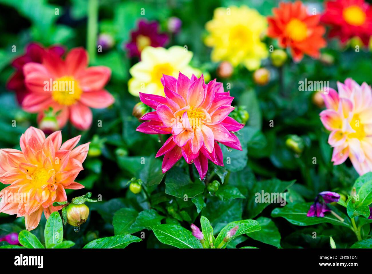 This is a Photograph of a beautiful pink Dahlia flower in bloom. Stock Photo