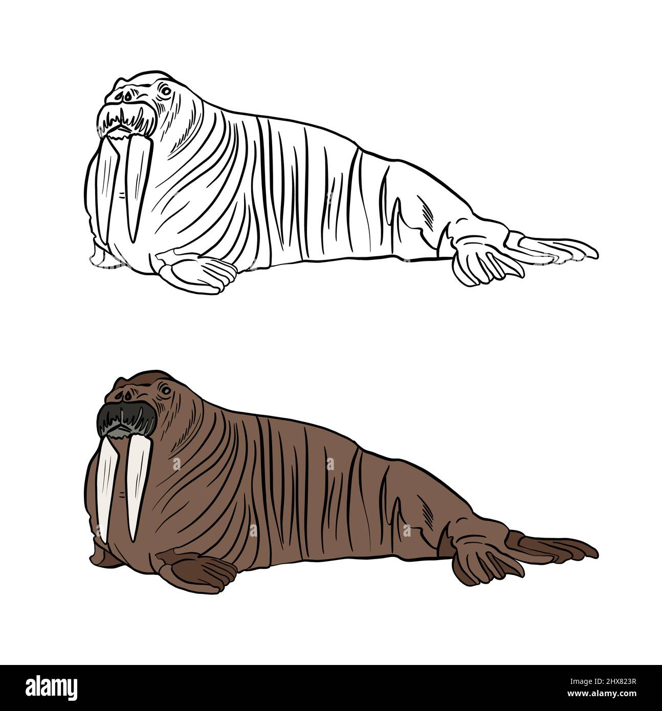 Illustration for a coloring book in color and black and white. Drawing of a walrus with tusks on a white isolated background. High quality illustration Stock Photo