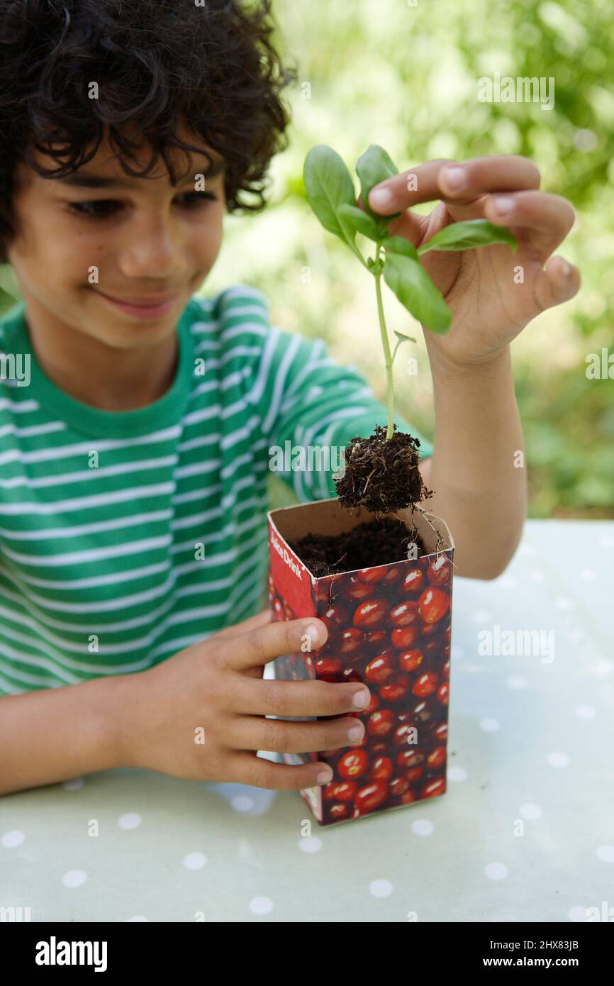 Growing herbs supermarket basil Stock Photo Alamy