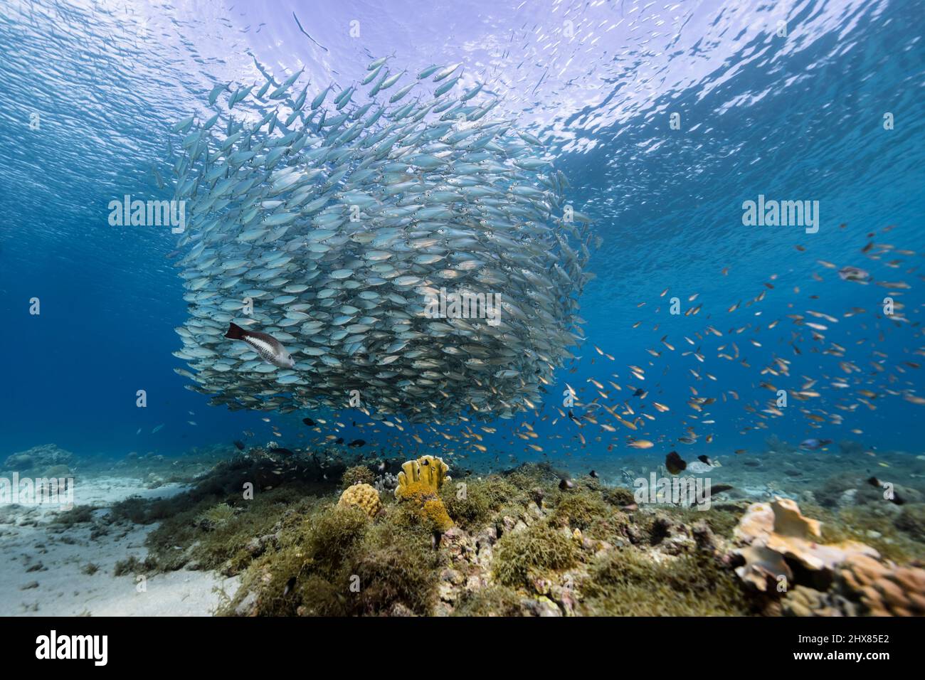 Seascape with Bait Ball, School of Fish, Mackerel fish in the coral reef of  the Caribbean Sea, Curacao Stock Photo - Alamy