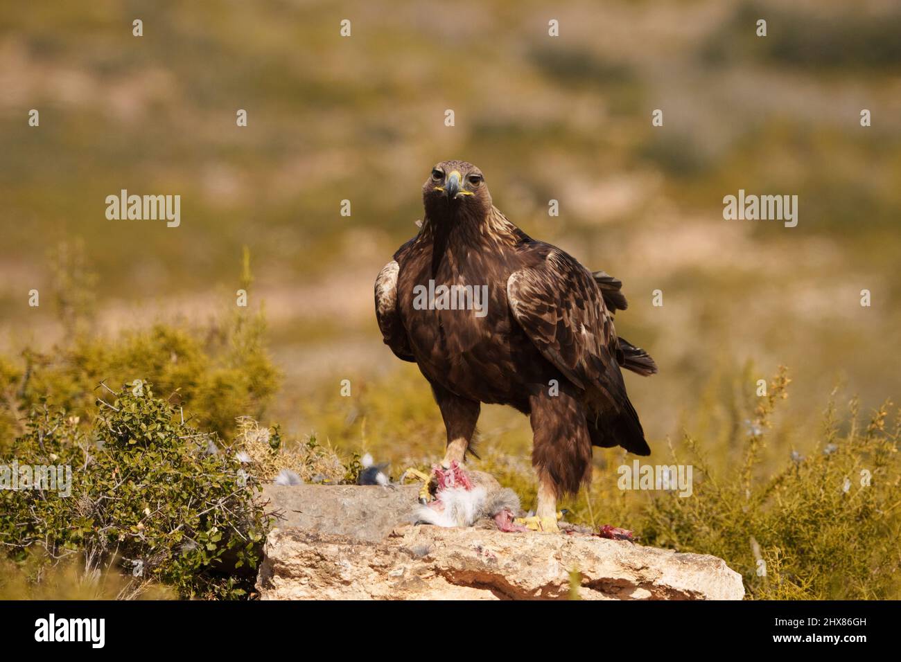 Golden eagle feeding on rabbit. Full frame uncropped image. Stock Photo