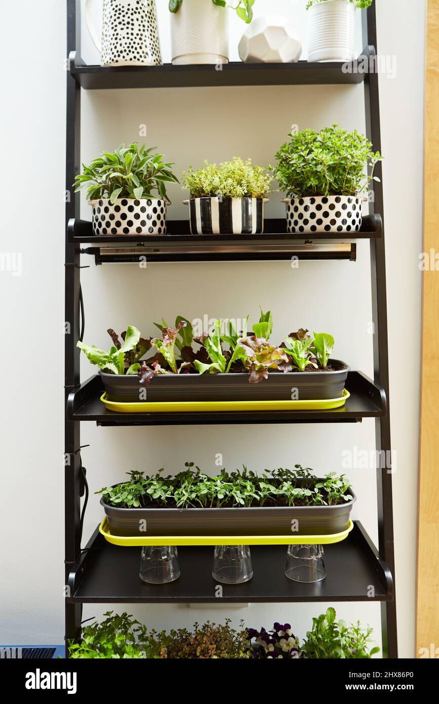 Grow lights hires stock photography and images Alamy