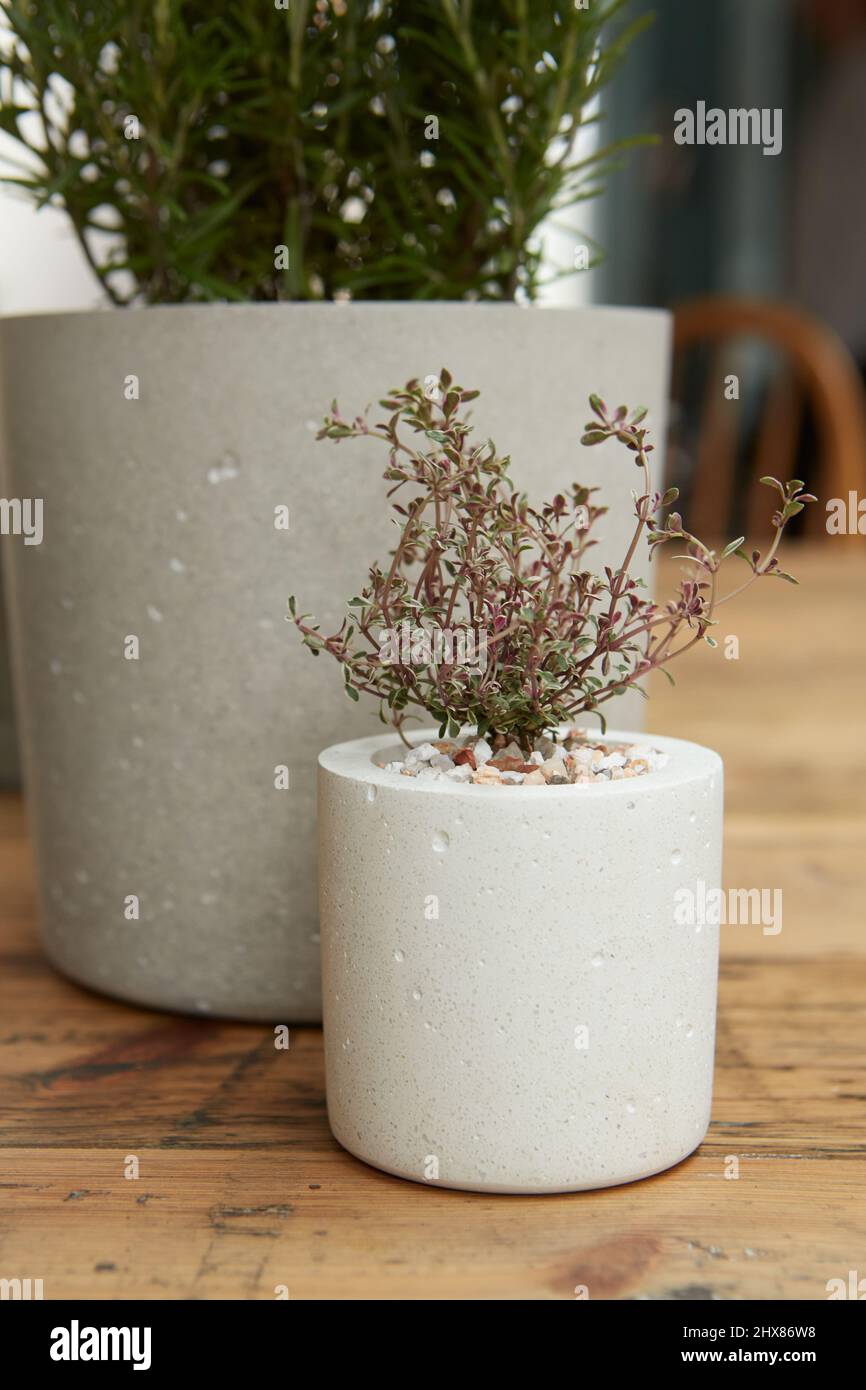 rosemary and thyme in concrete sleeve pots Stock Photo Alamy