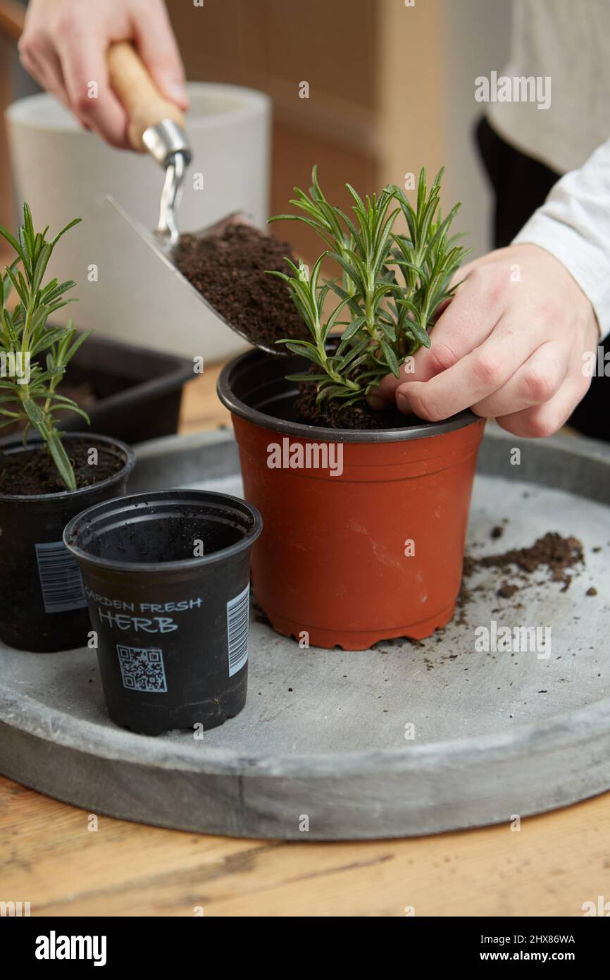 soil rosemary firm plant pot Stock Photo Alamy
