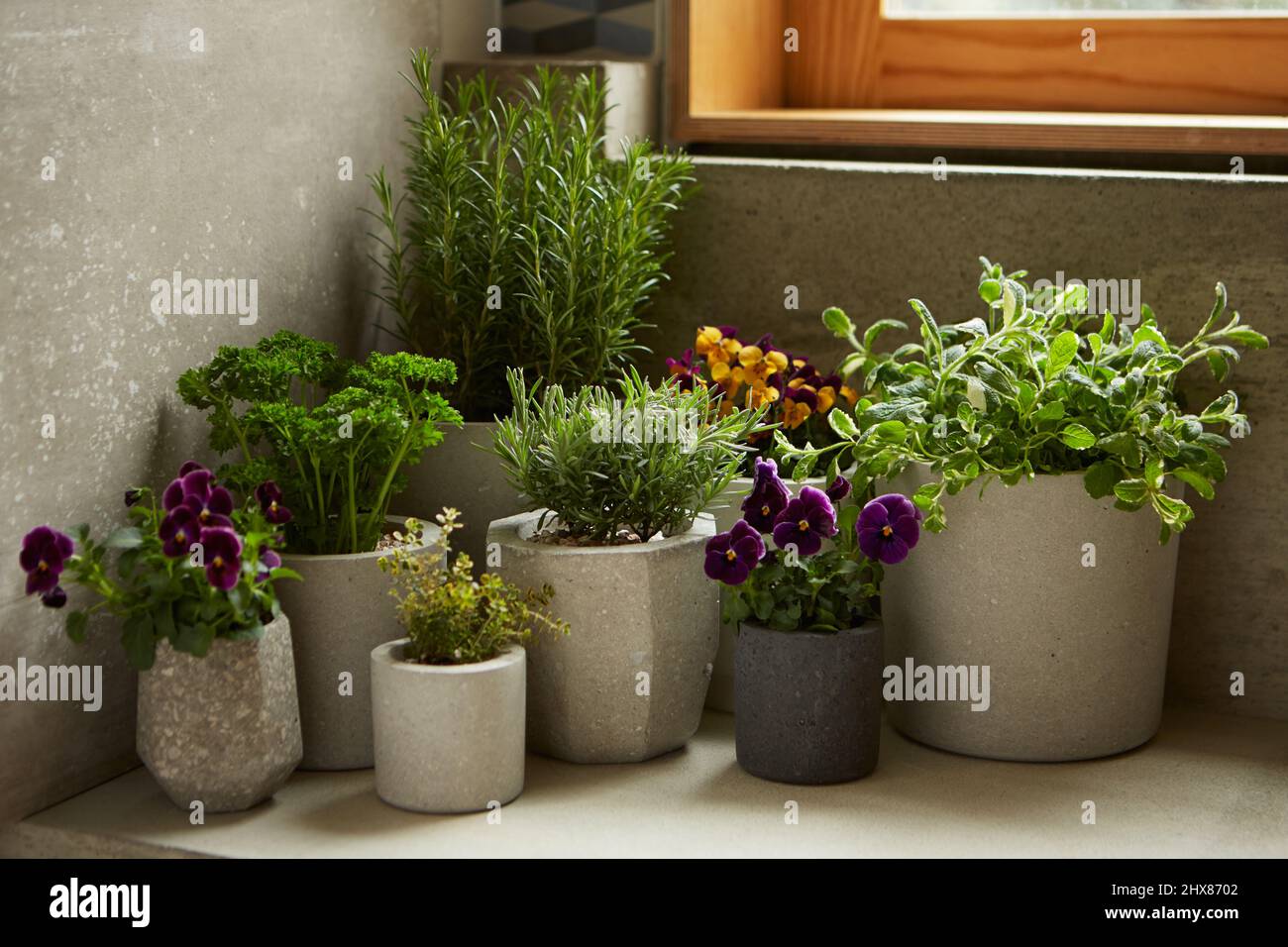 group of edible herbs and violas in concret pots Stock Photo