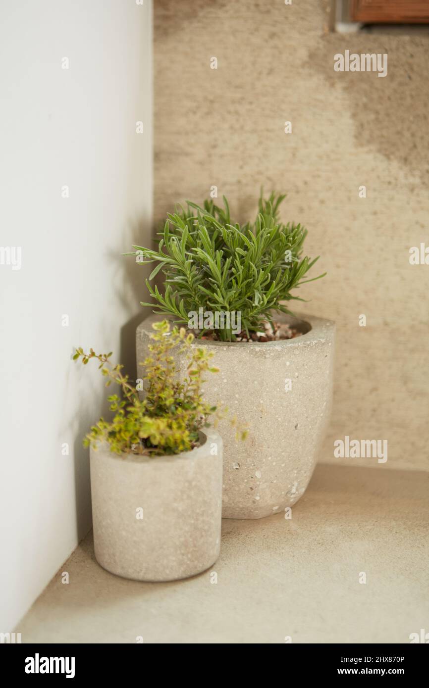 rosemary herb and thyme herb in concrete pot Stock Photo