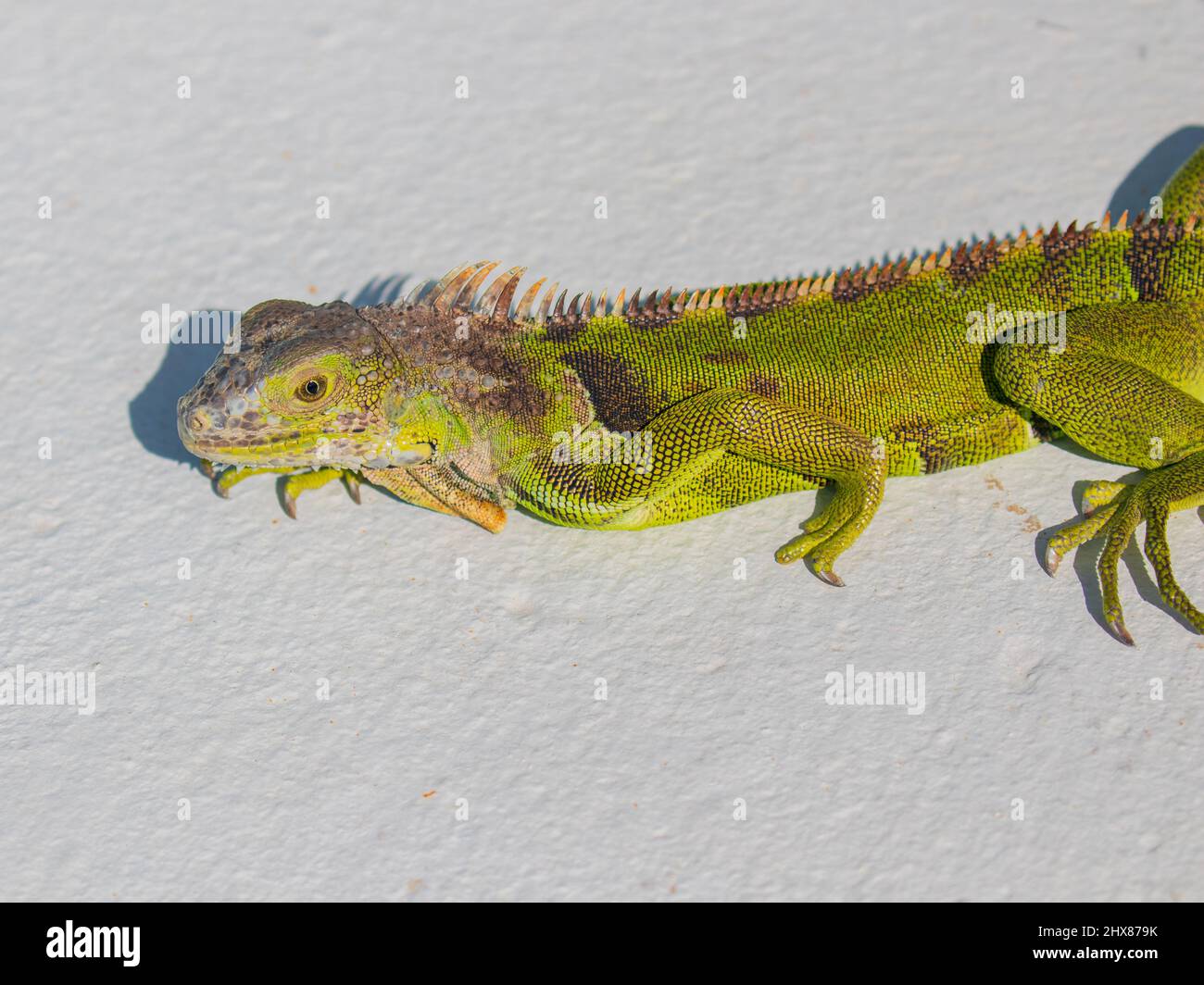 Green Iguanas in Florida Keys Stock Photo Alamy
