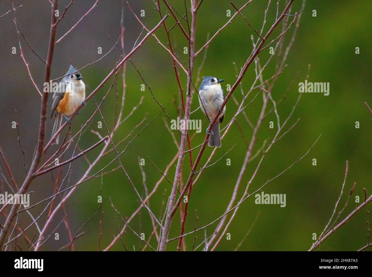 Titmouse Birds in North Carolina Stock Photo