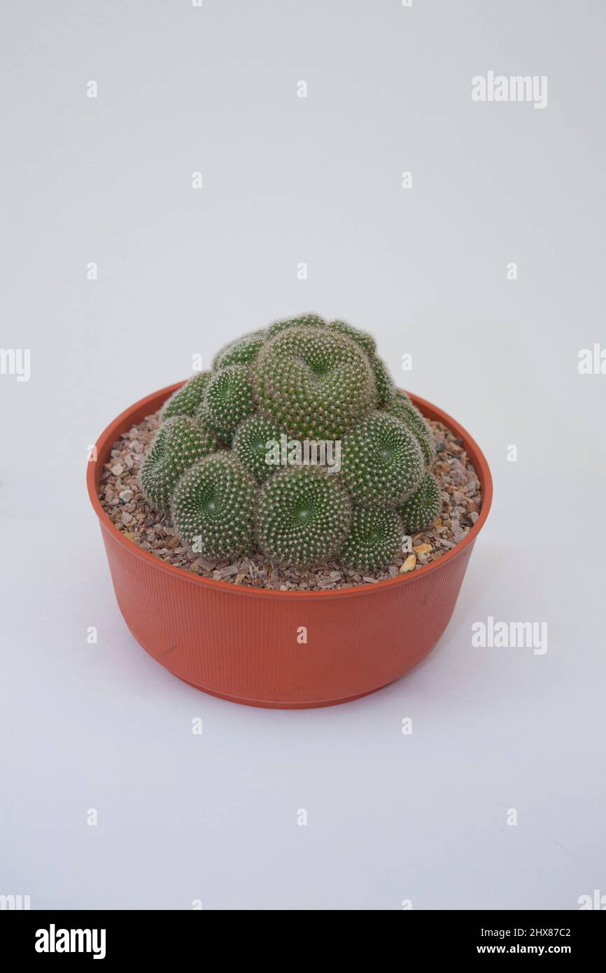 Rebutia cactus in a pot Stock Photo