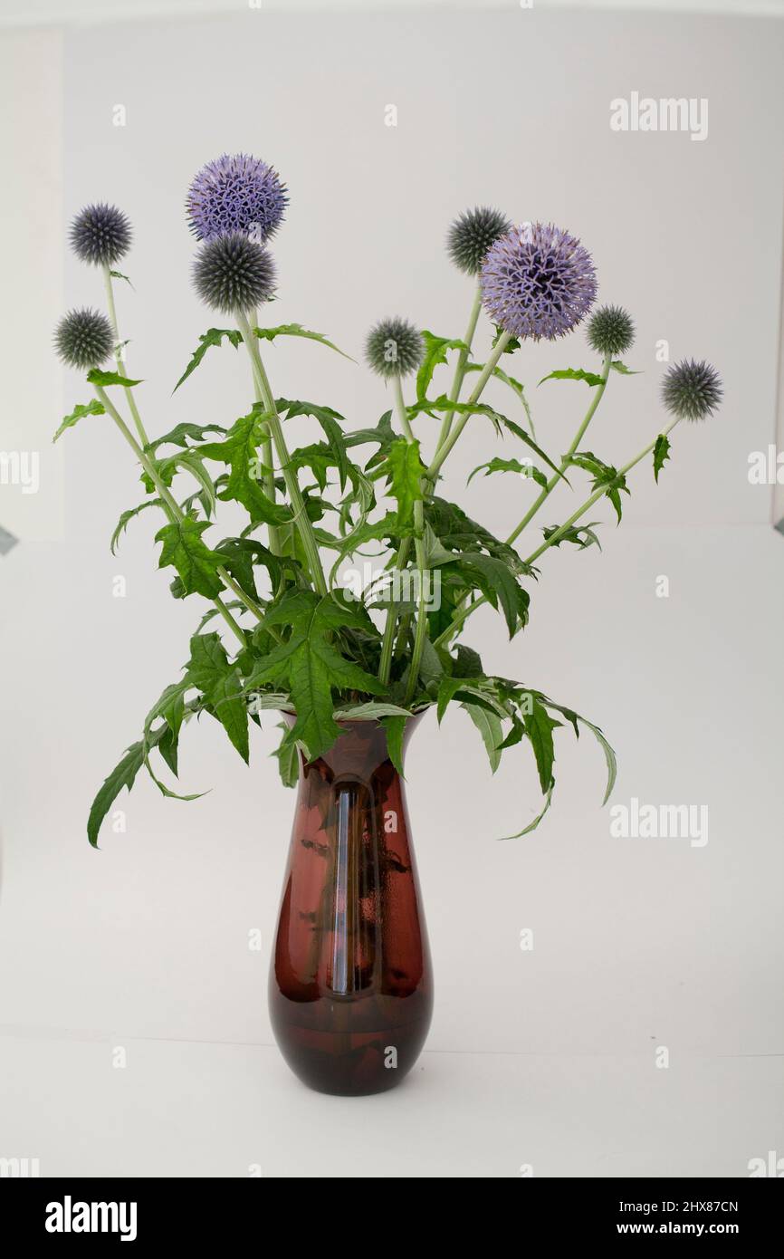 Purple dahlias on display Stock Photo