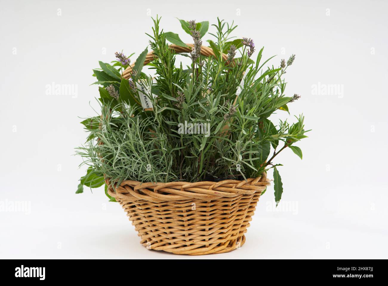 Basket of herbs Stock Photo
