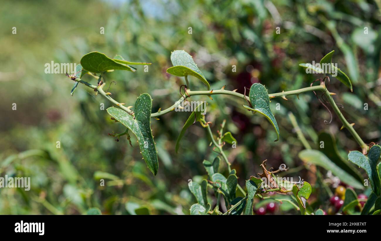 Foliage of Common Smilax, Smilax aspera. Photo taken in the municipality of Mahon, Menorca, Spain Stock Photo