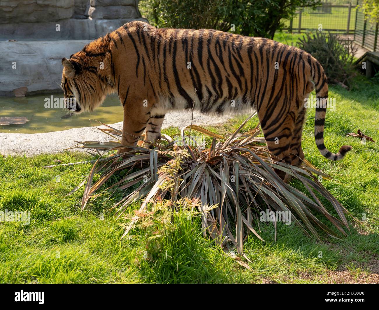 Nias the sumatran tiger at The Big Cat Sanctuary, Kent. Stock Photo
