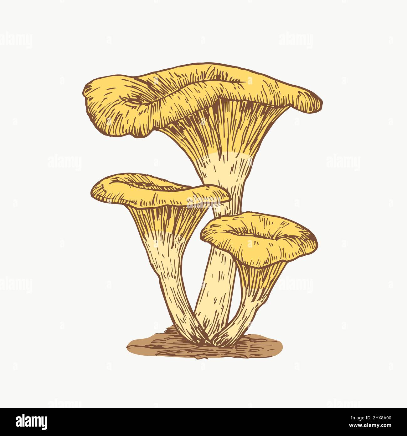 Hand Drawn Chanterelles Mushrooms Abstract Color Illustration. Fungus