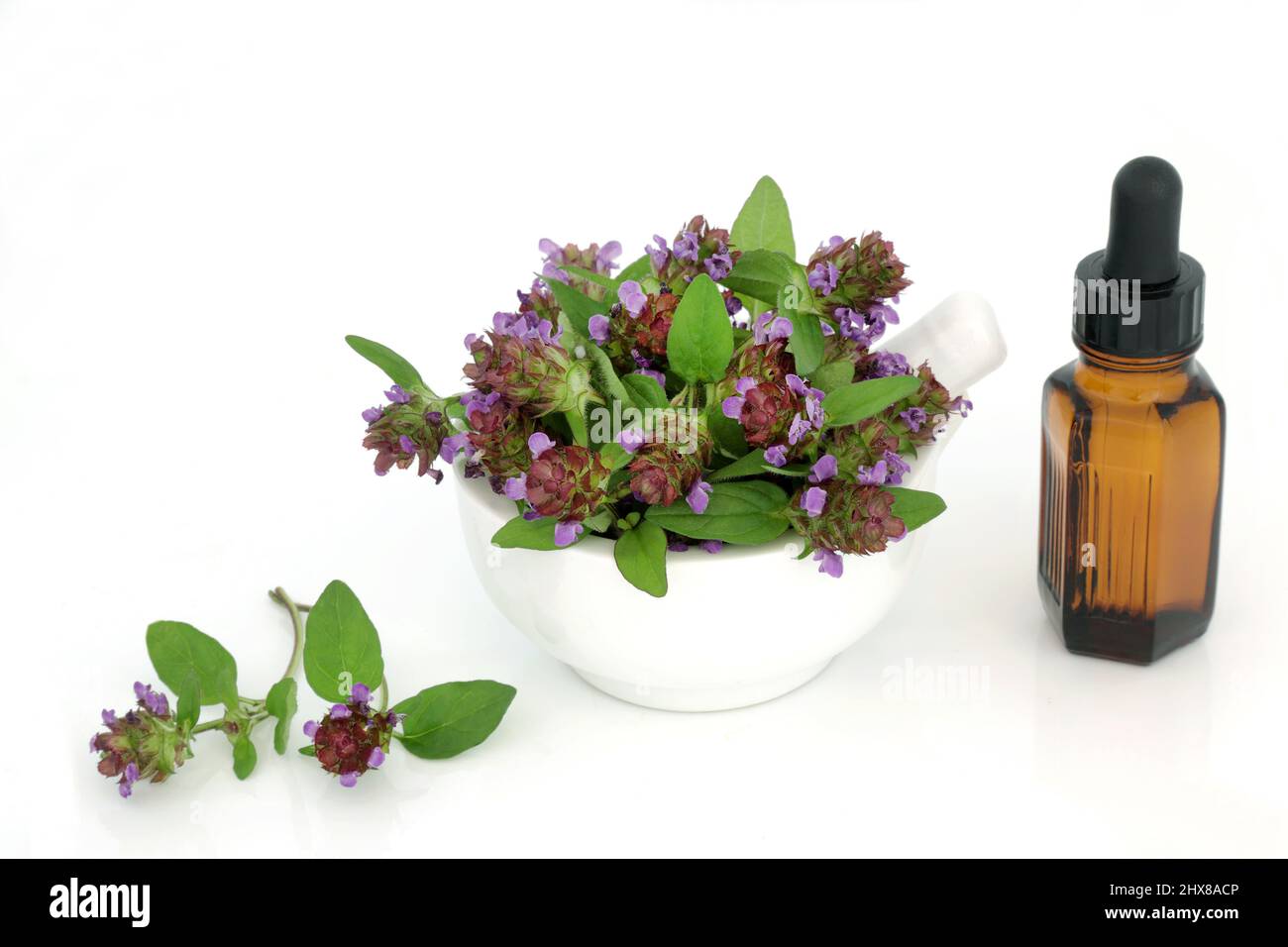 Self heal herb herbal plant medicine with essential oil bottle. Treats diarrhea, colic, upset stomach, crohns disease, gastroenteritis, herpes and ost Stock Photo