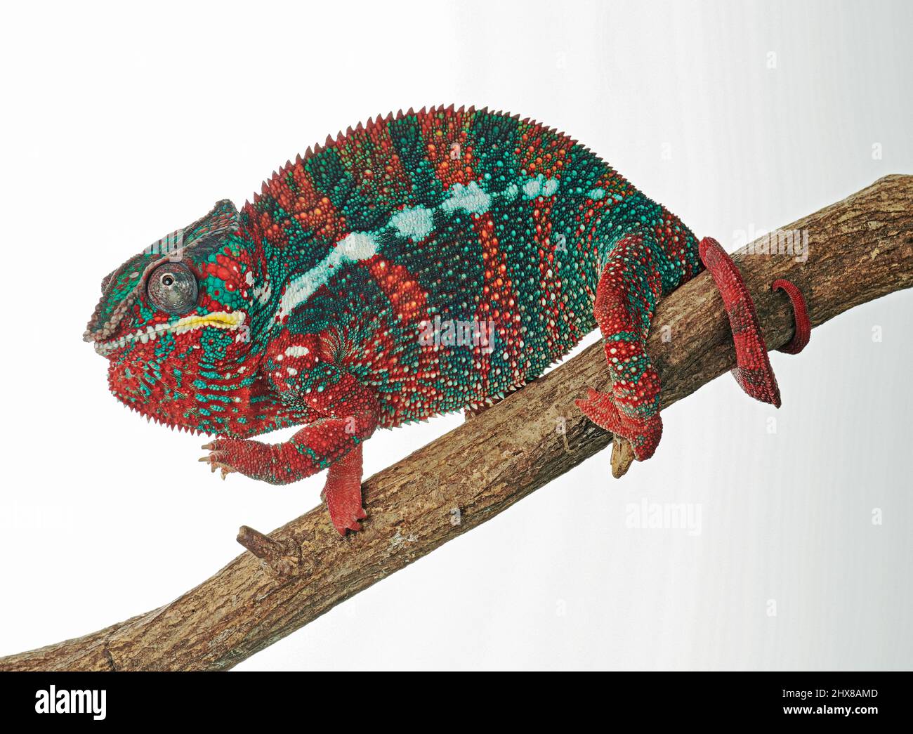 Panther chameleon, Furcifer pardalis, vibrant colour indicates challenge to rival male Stock Photo