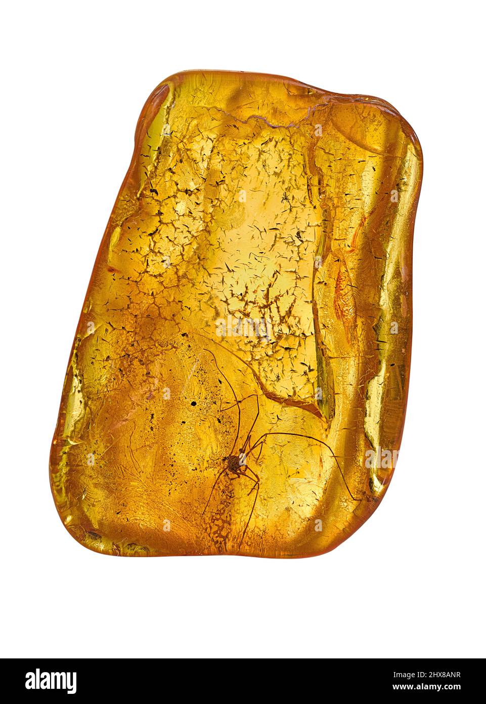 Spider (Arachnida: opiliones: family indet. Ypresian - Priabonian, Lower - Upper Eocene) preserved in Amber. From Baltic region, Europe. Stock Photo