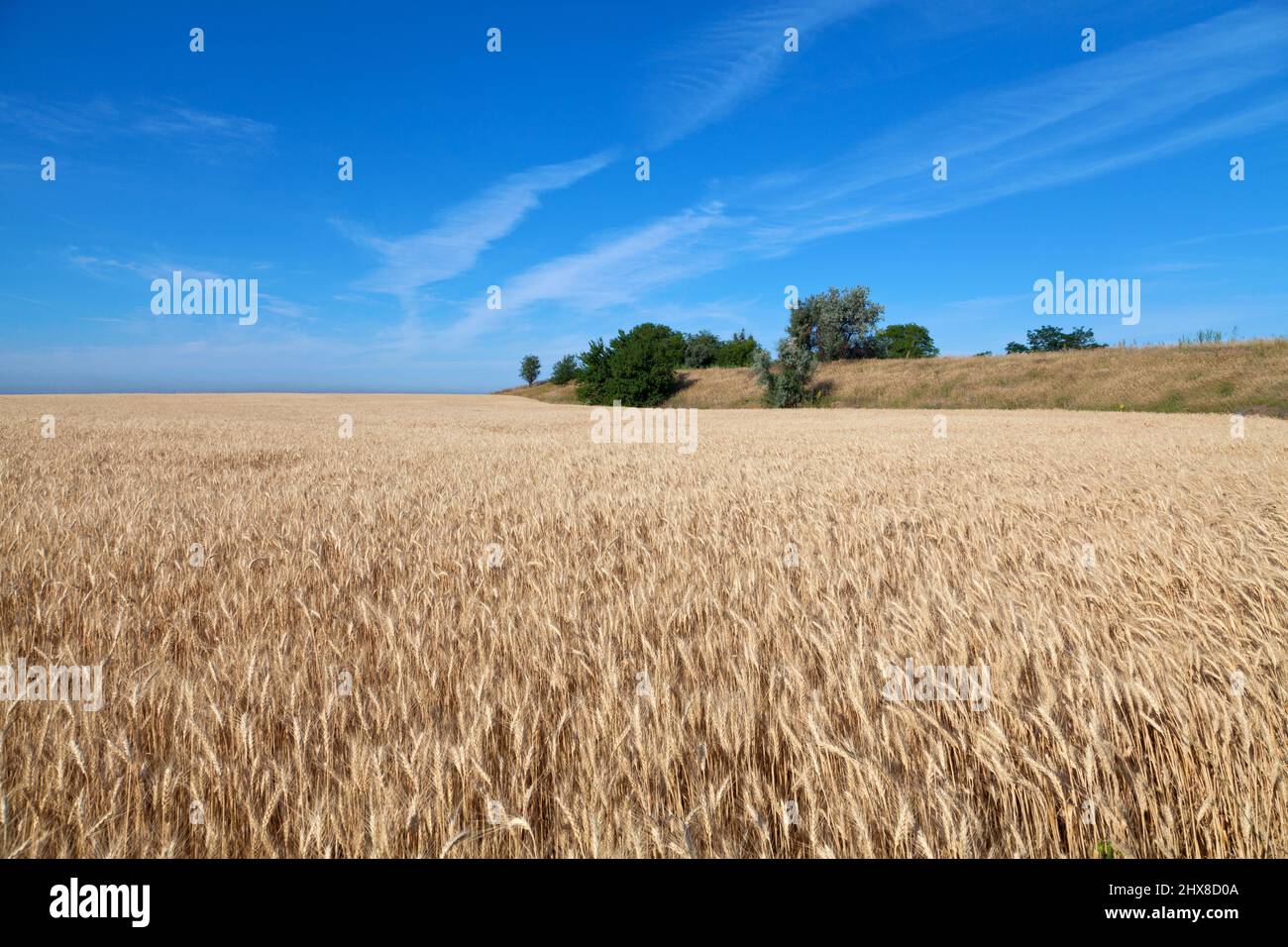 Golden wheat field under the blue sky Stock Photo - Alamy