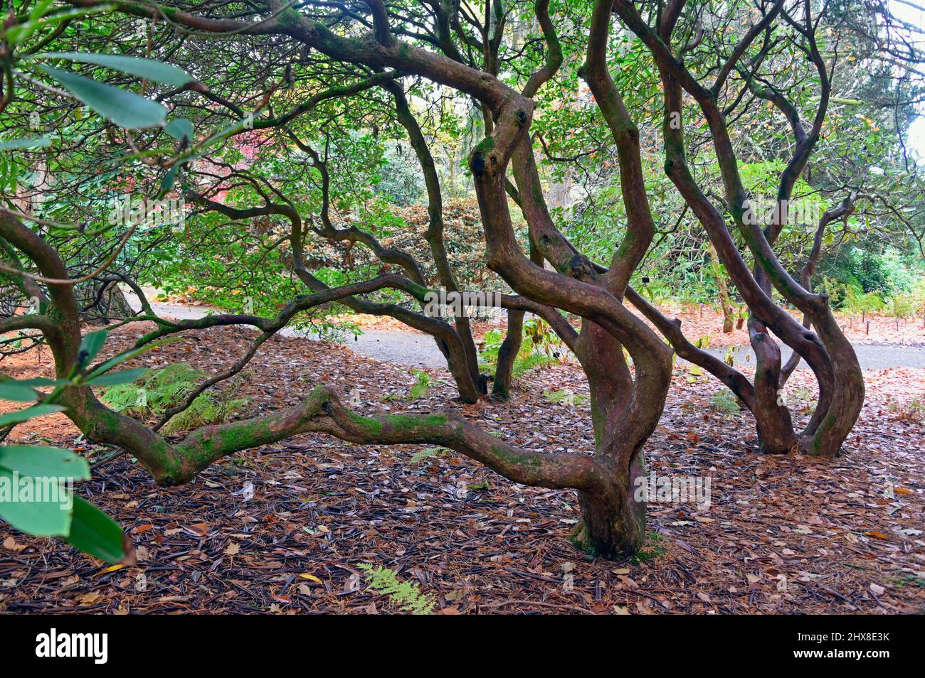 Dawyck Botanic Garden, Stobo, Scottish Borders, Scotland, United Kingdom, Europe. Stock Photo