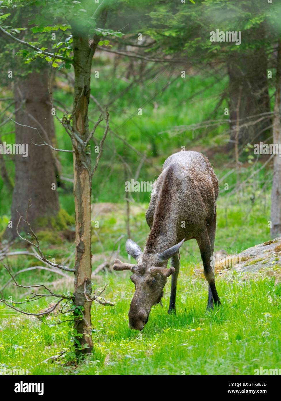 Moose or Elk (Alces alces).  Enclosure in the National Park Bavarian Forest, Europe, Germany, Bavaria Stock Photo