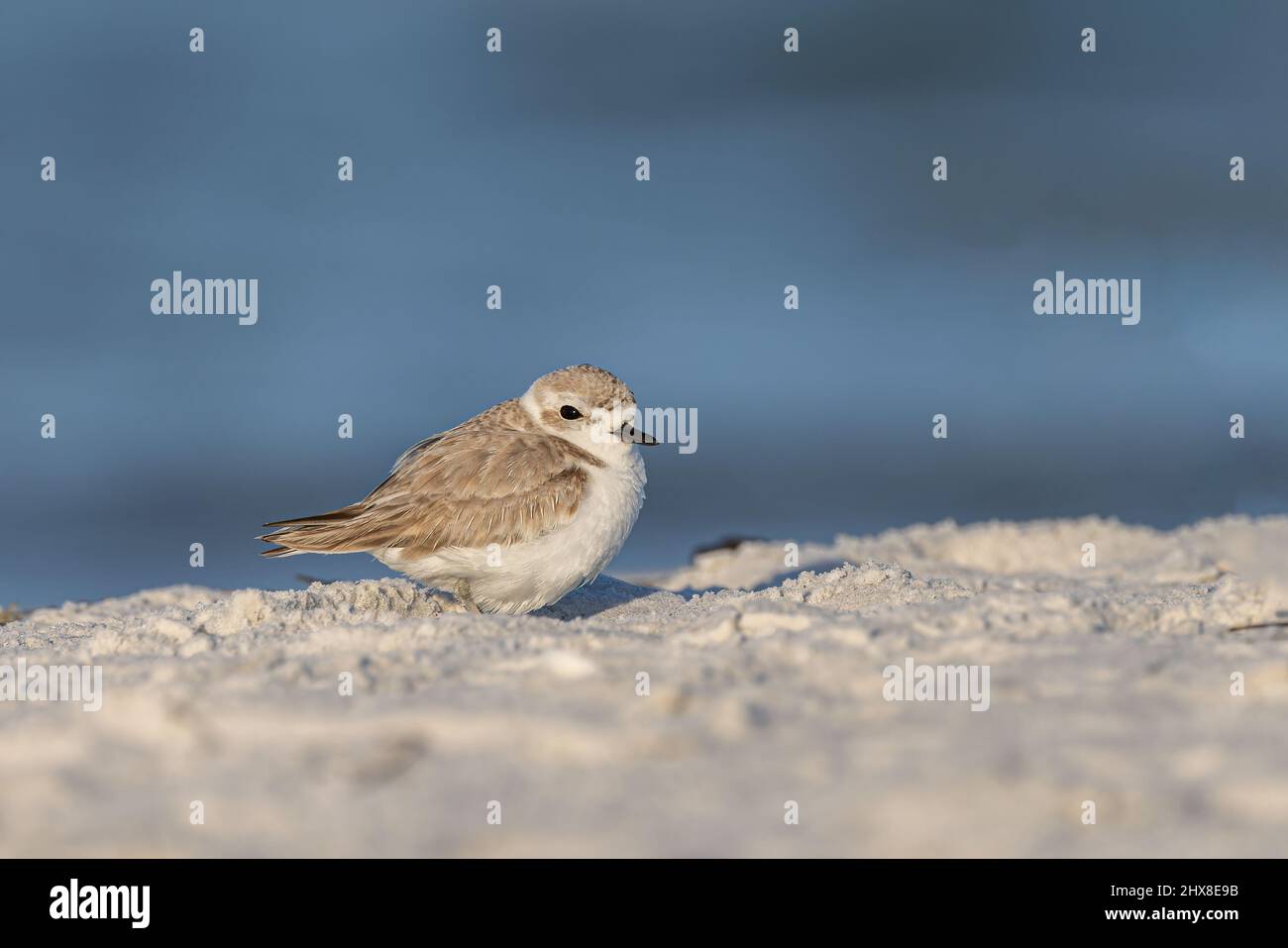 Snowy Plover Stock Photo
