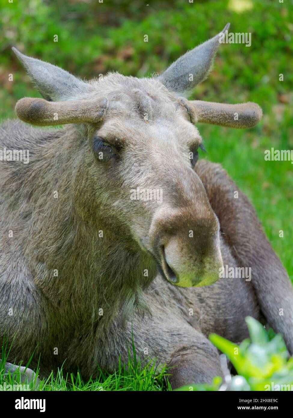 Moose or Elk (Alces alces).  Enclosure in the National Park Bavarian Forest, Europe, Germany, Bavaria Stock Photo