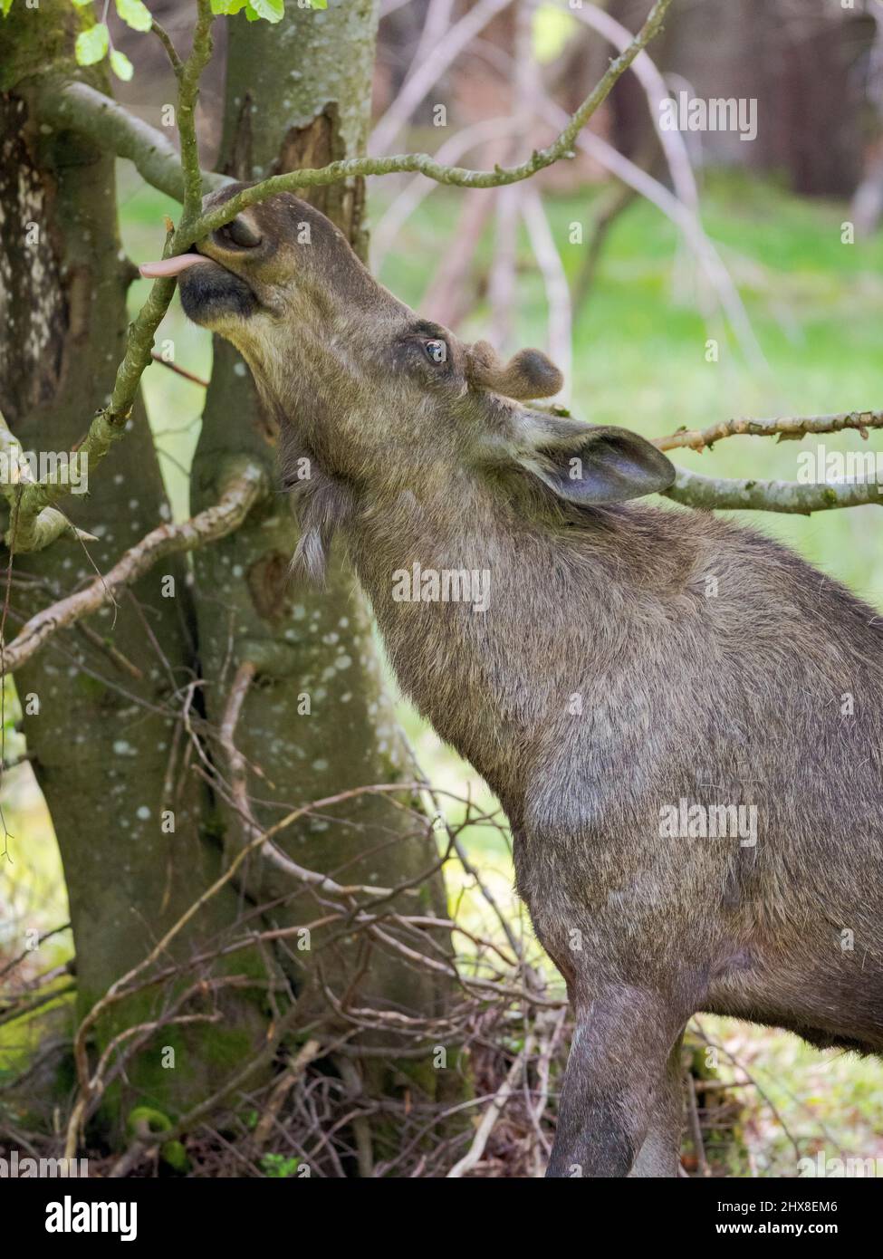 Moose or Elk (Alces alces), eating bark.  Enclosure in the National Park Bavarian Forest, Europe, Germany, Bavaria Stock Photo