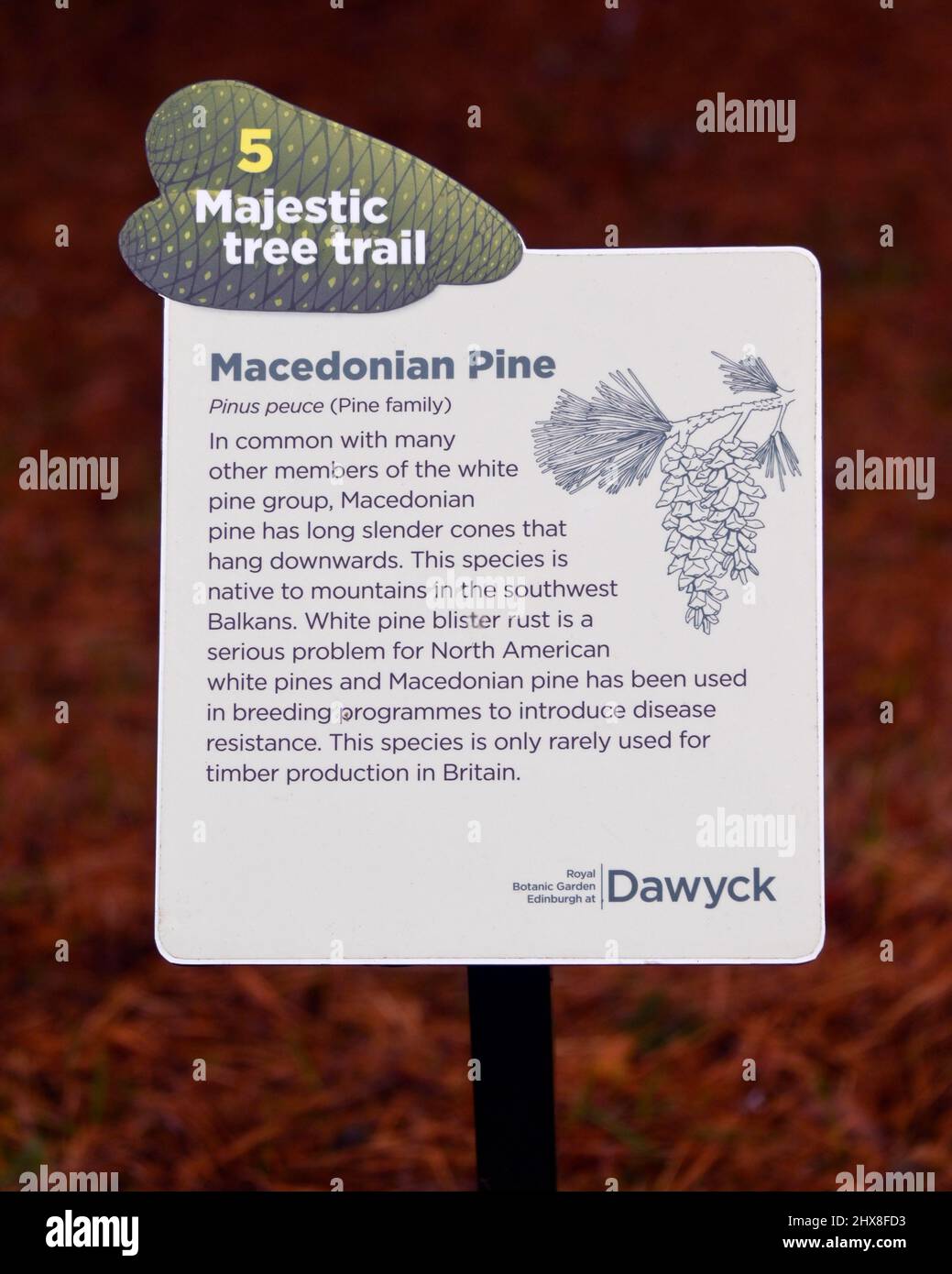 Descriptive plaque. 8 Majestic tree trail. Noble Fir(Abies procera). Dawyck Botanic Gardens, Stobo, Scottish Borders, Scotland, United Kingdom, Europe Stock Photo