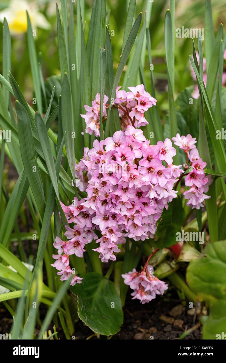 Close up of Pink Bergenia Cordifolia flowering in a spring garden in the UK Stock Photo