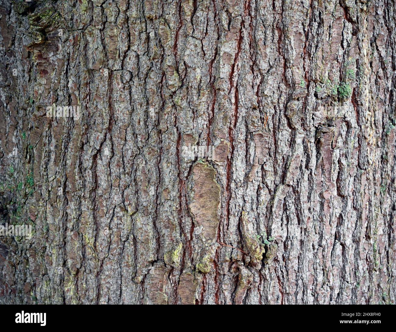Tree bark. Macedonian Pine (Pinus peuce). Dawyck Botanic Garden, Stobo, Scottish Borders, Scotland, United Kingdom, Europe. Stock Photo
