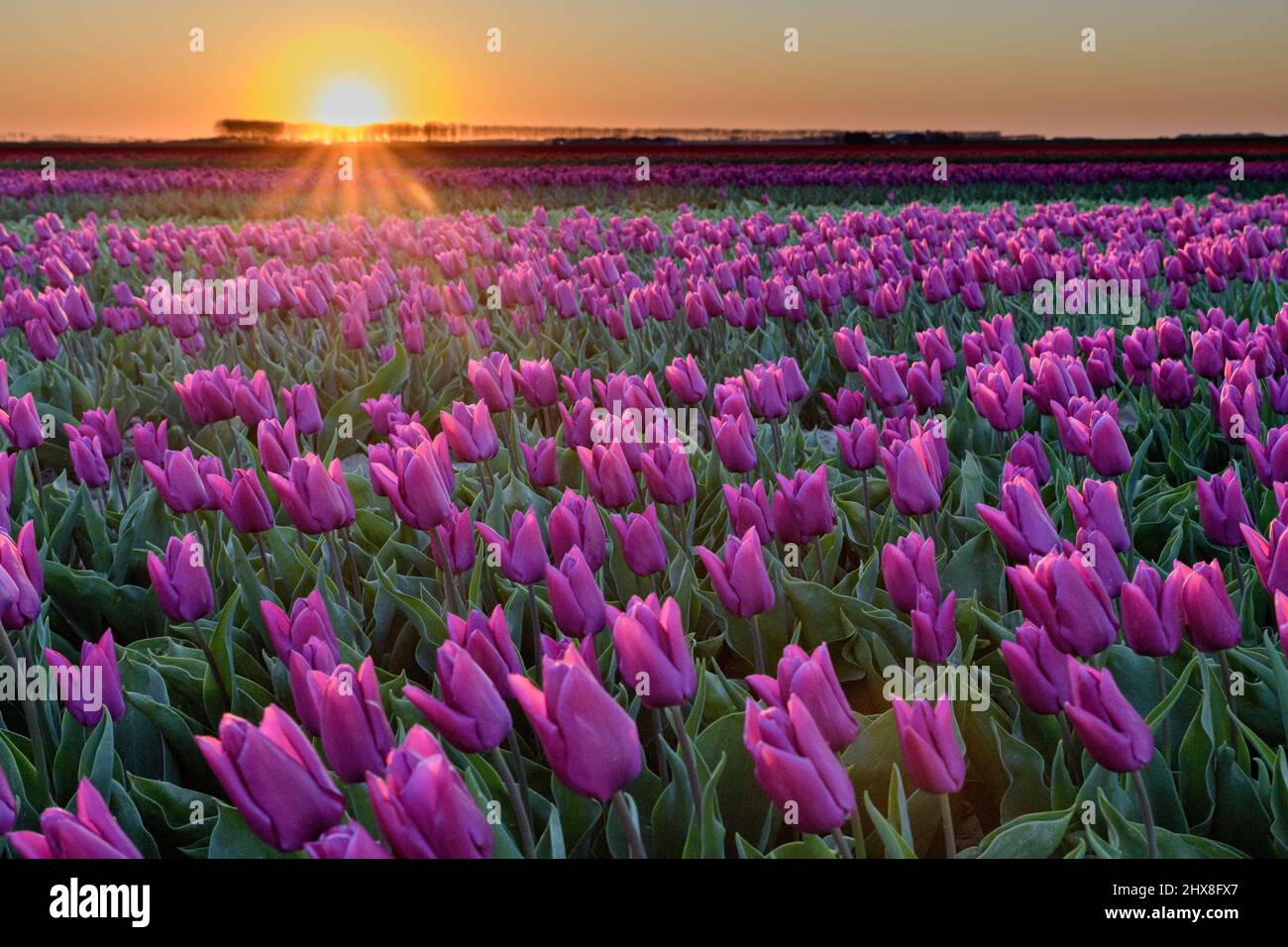A flower field with purple flowering tulips at Goeree-Overflakkee in the Netherlands during sunset. Stock Photo