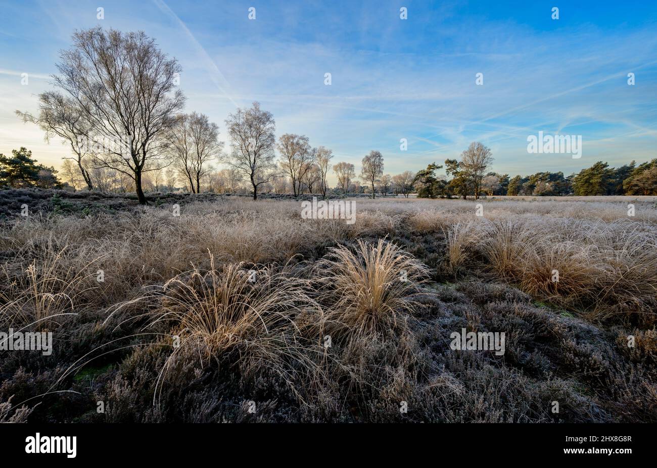 Purple Moor-grass with a touch of frost in a heather field with birch trees under a sky full of vapor trails Stock Photo