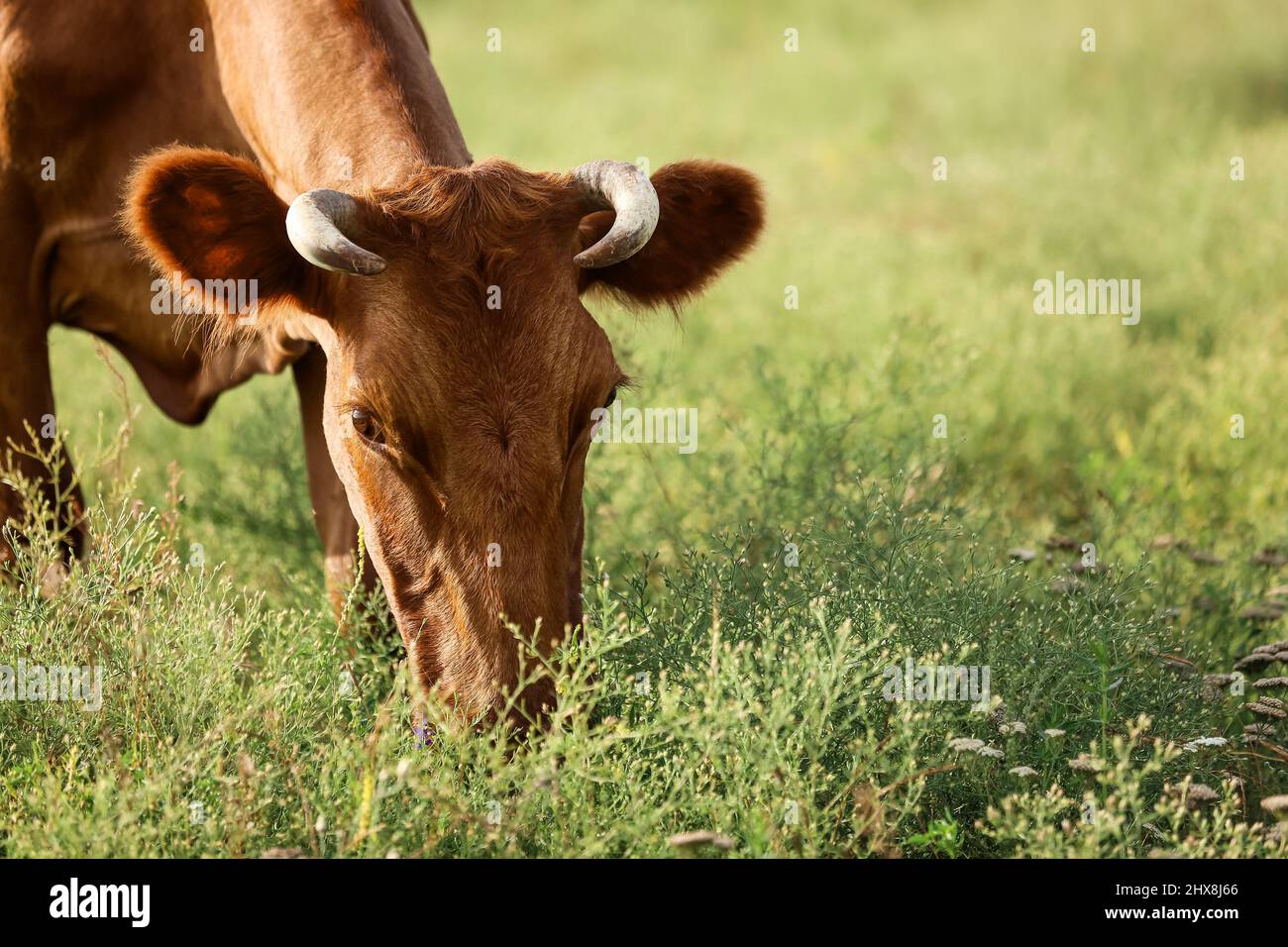 Brown cow grazing on green pasture Stock Photo - Alamy