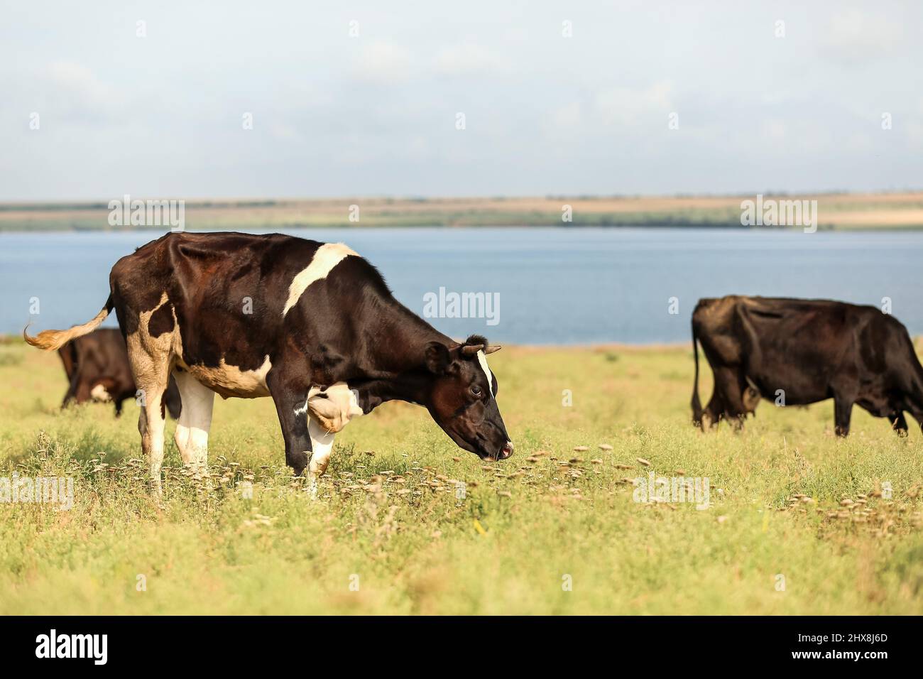 Black and white cow grazing on green pasture Stock Photo - Alamy