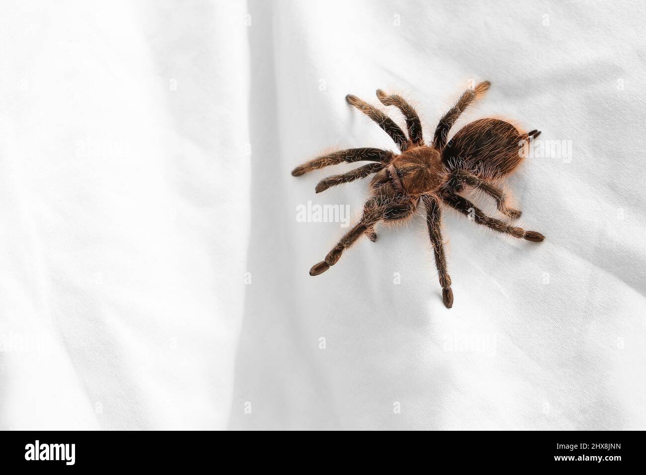 Scary tarantula spider on bed Stock Photo Alamy