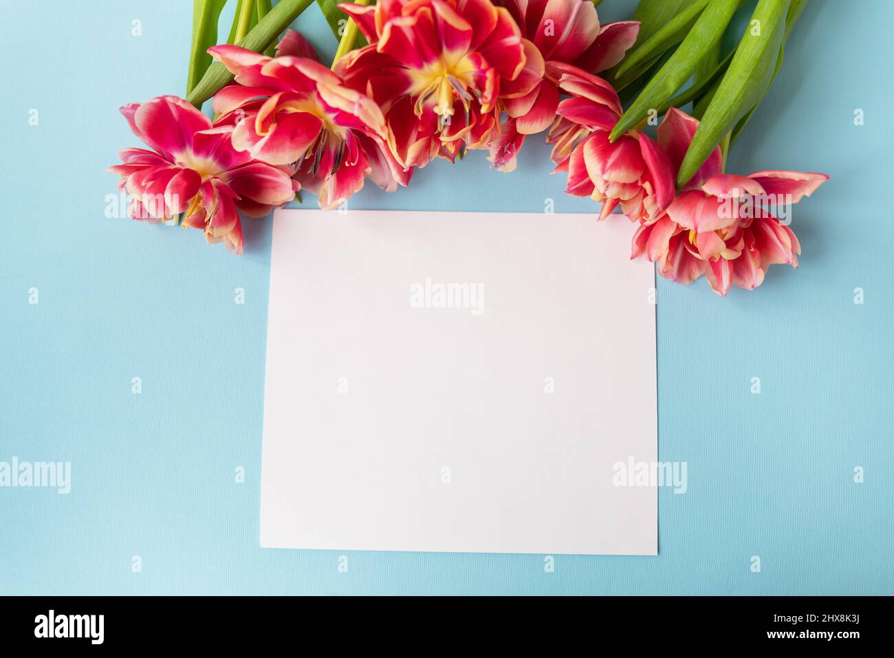 Creative spring composition of tulips with pastel blue paper and white ...