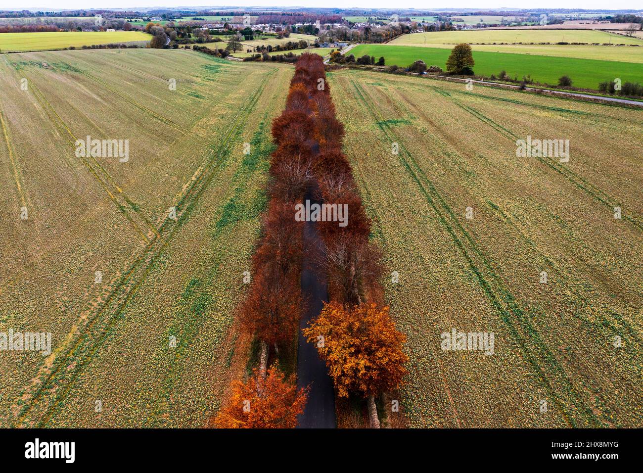 A vivid road of Autumnal red trees intersects the green brown Cotswold fields. Stock Photo