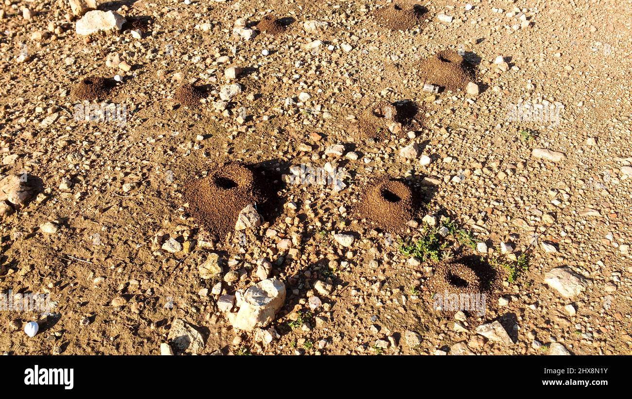 Perfect holes in the ground made by snails when the lay eggs Stock