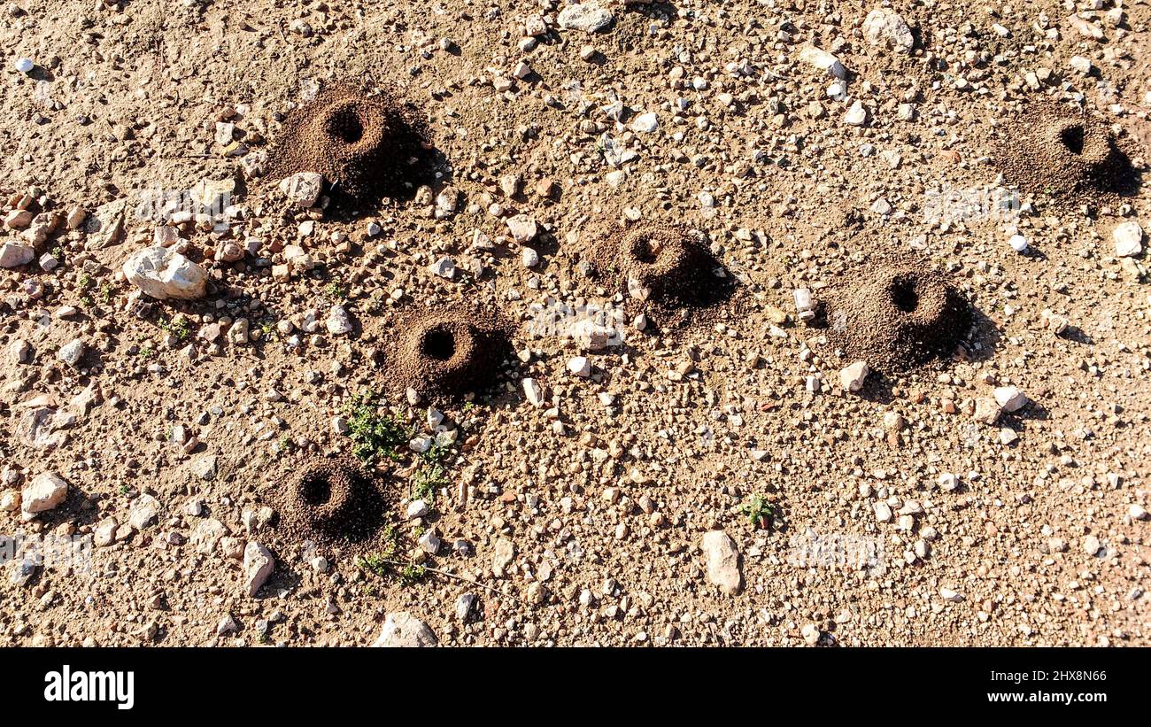 Perfect holes in the ground made by snails when the lay eggs Stock