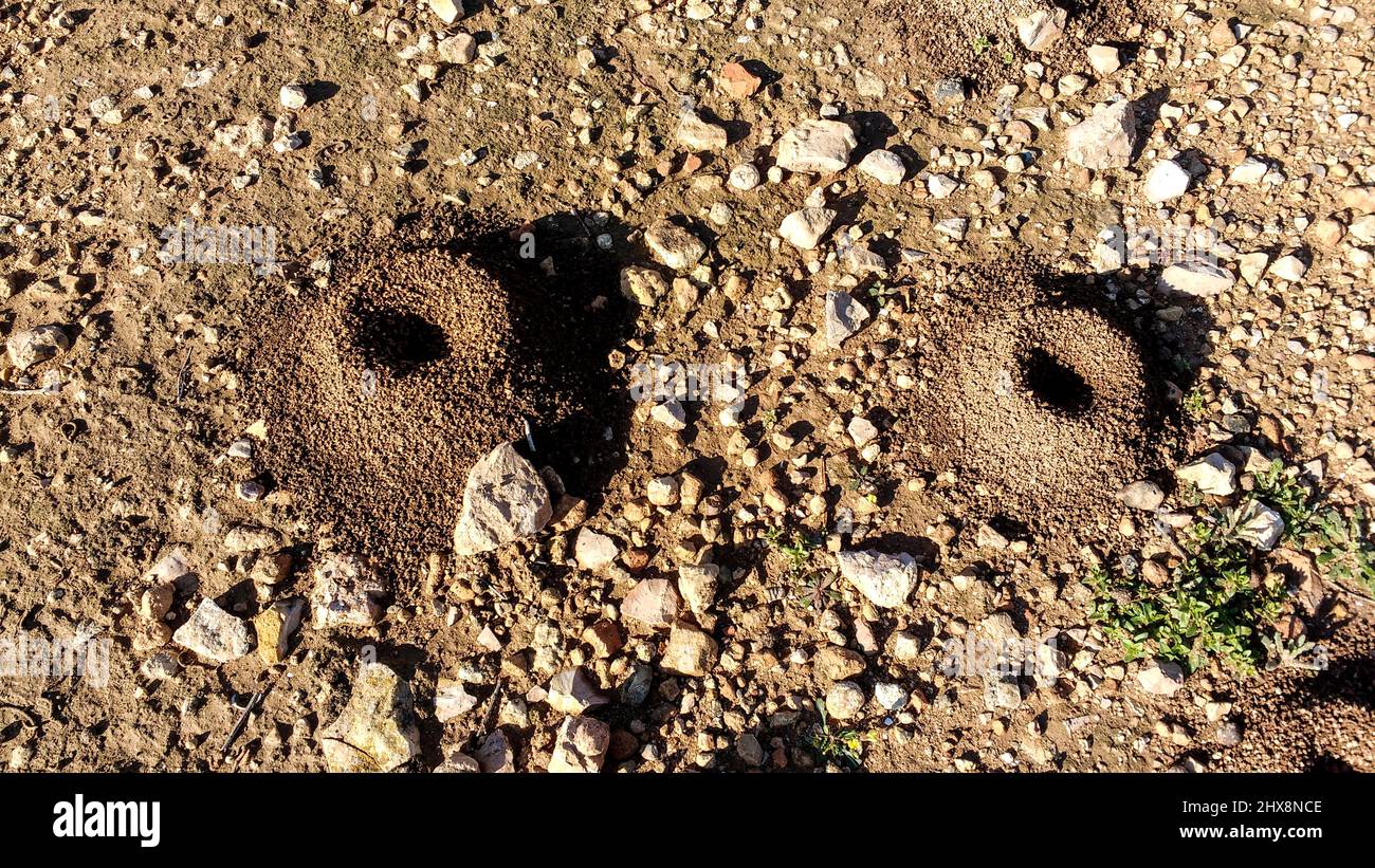 Perfect holes in the ground made by snails when the lay eggs Stock