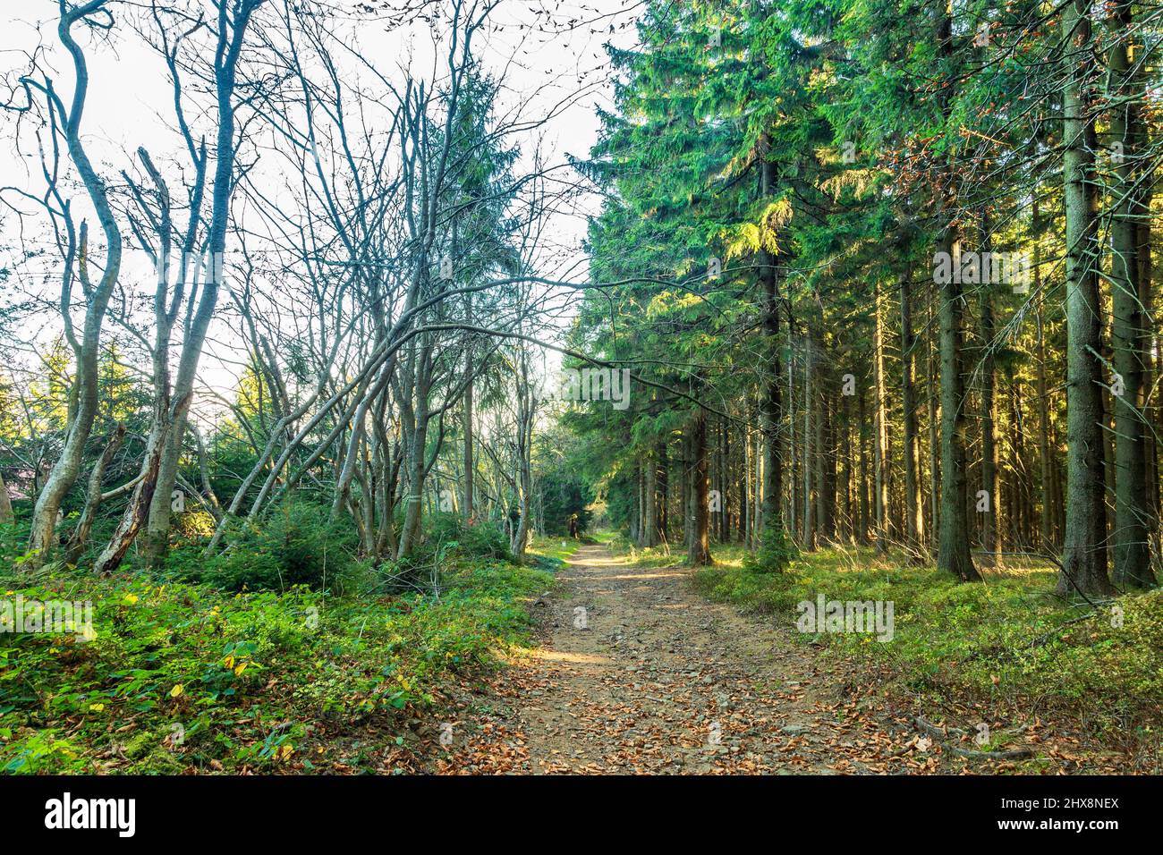 Hiking trail through coniferous forest in autumn sunny morning. Stock Photo