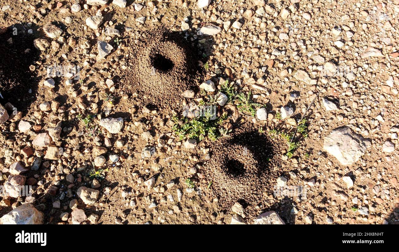 Perfect holes in the ground made by snails when the lay eggs Stock