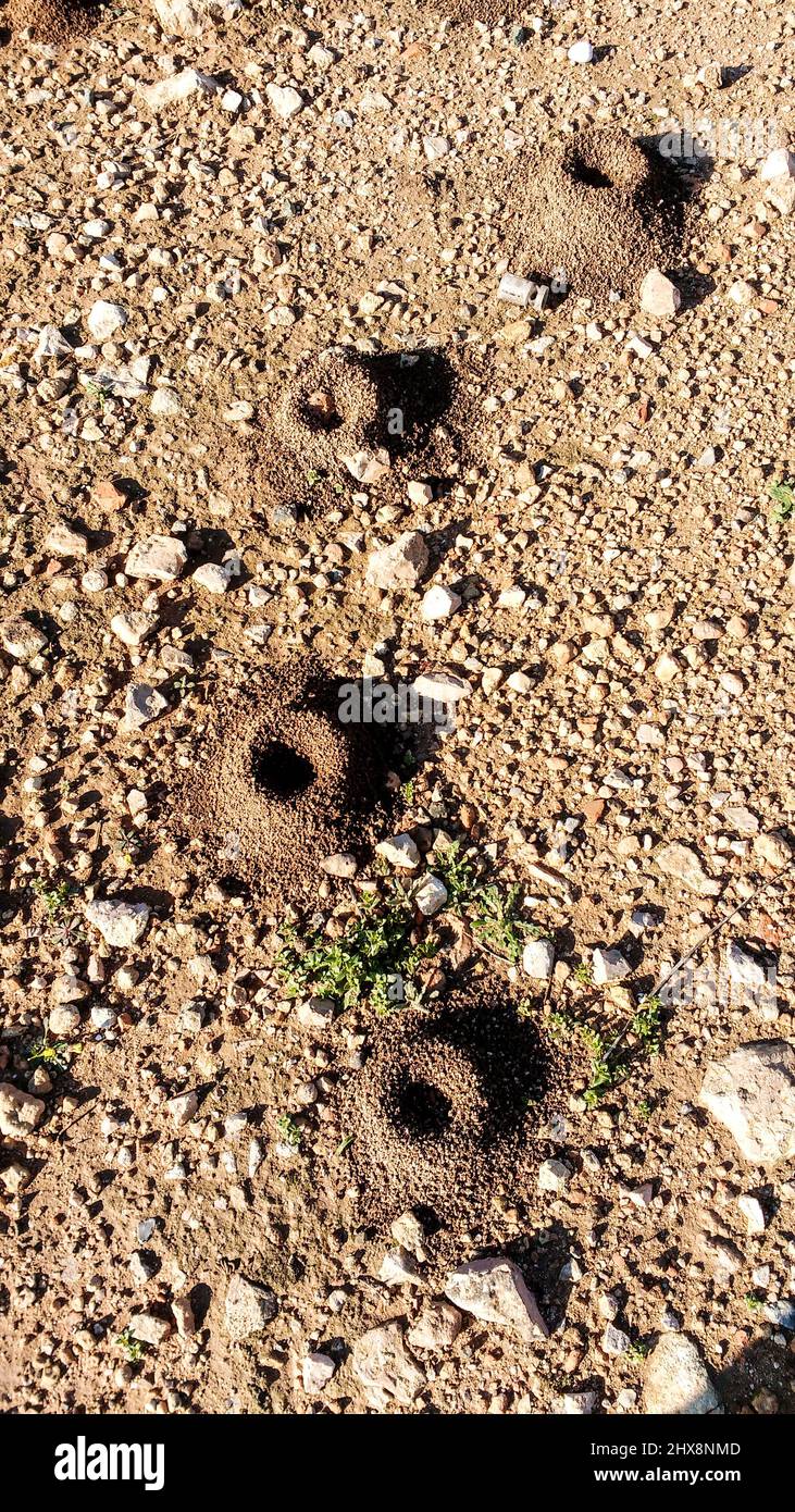 Perfect holes in the ground made by snails when the lay eggs Stock