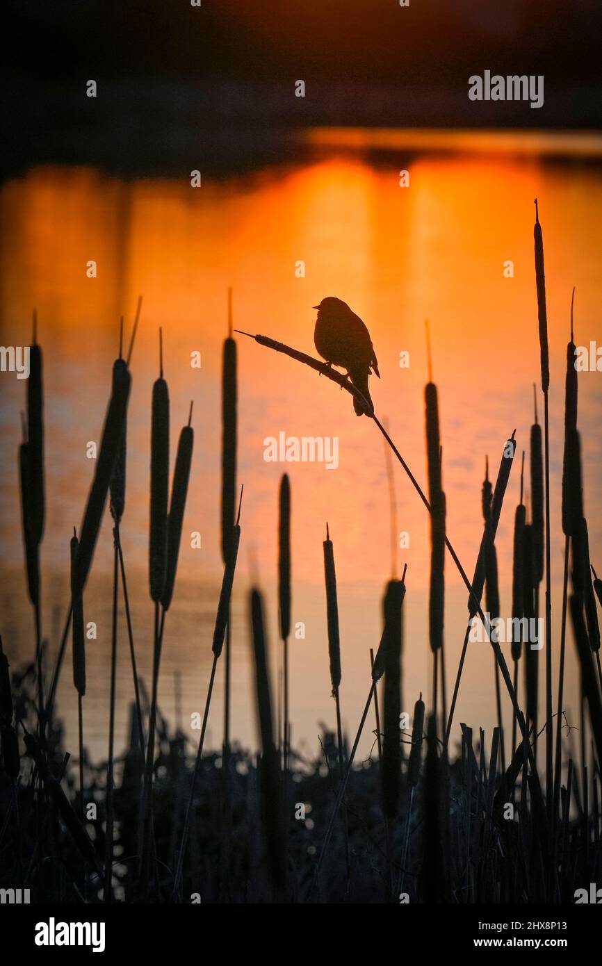 Blackbird on cattails, Iona Beach Regional Park, Richmond, British Columbia, Canada Stock Photo