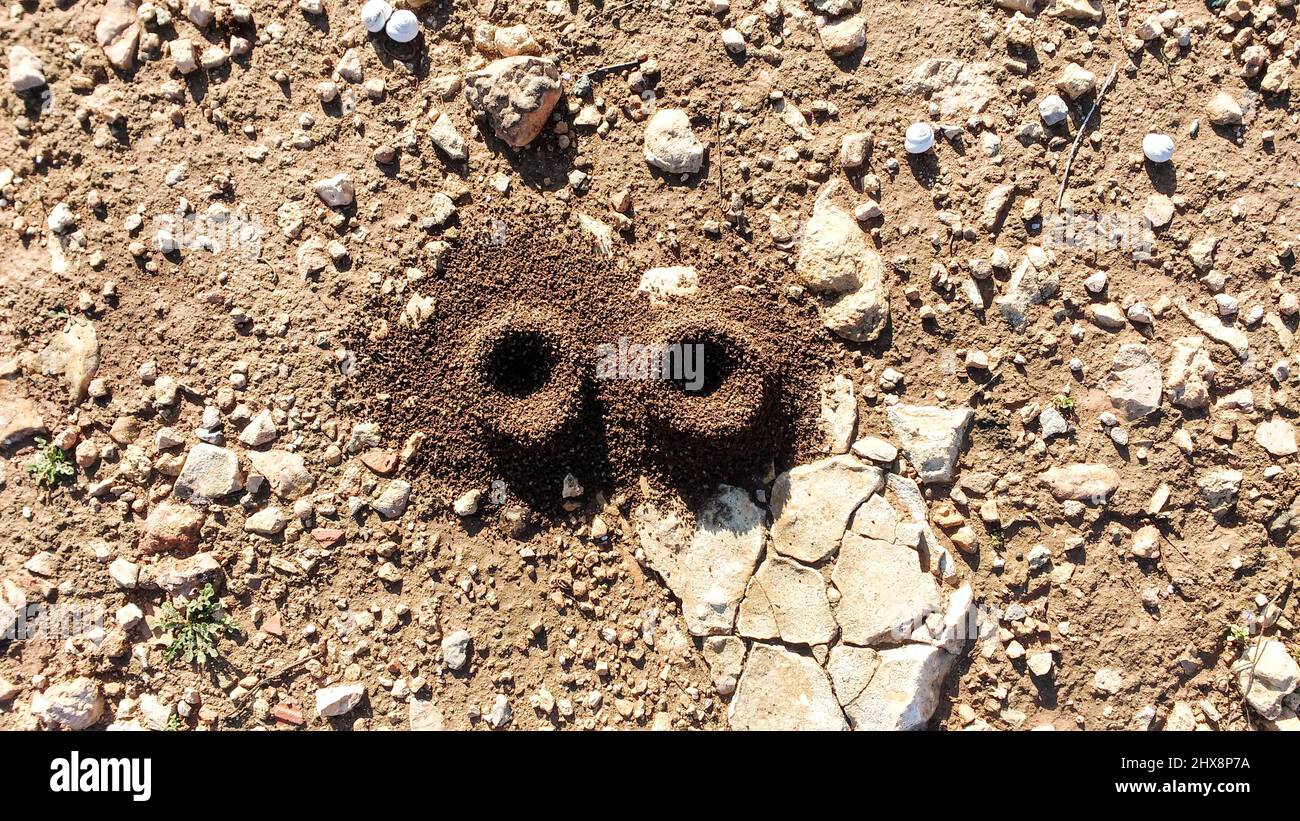 Perfect holes in the ground made by snails when the lay eggs Stock