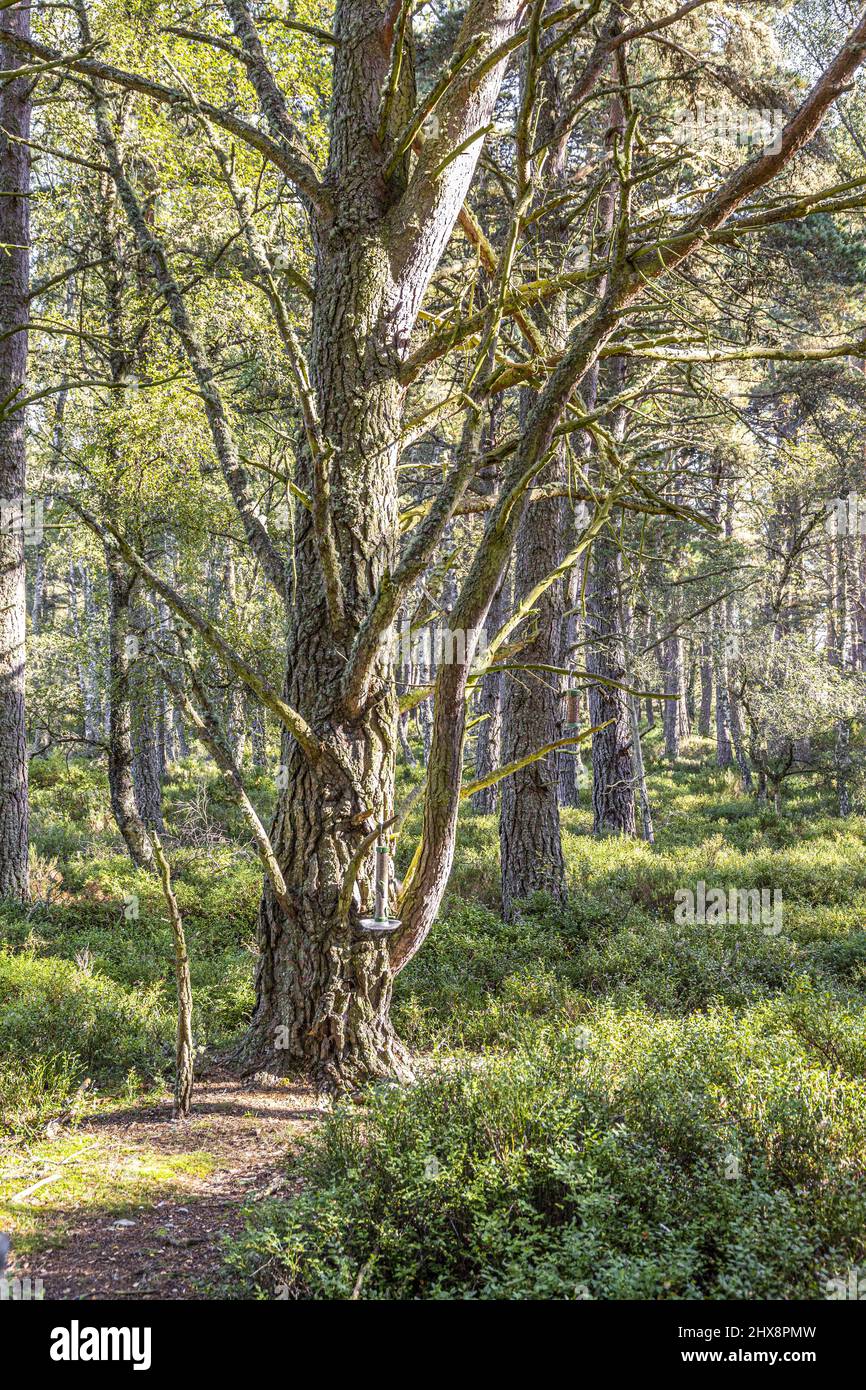 Mature Scots Pine trees in the National Nature Reserve at