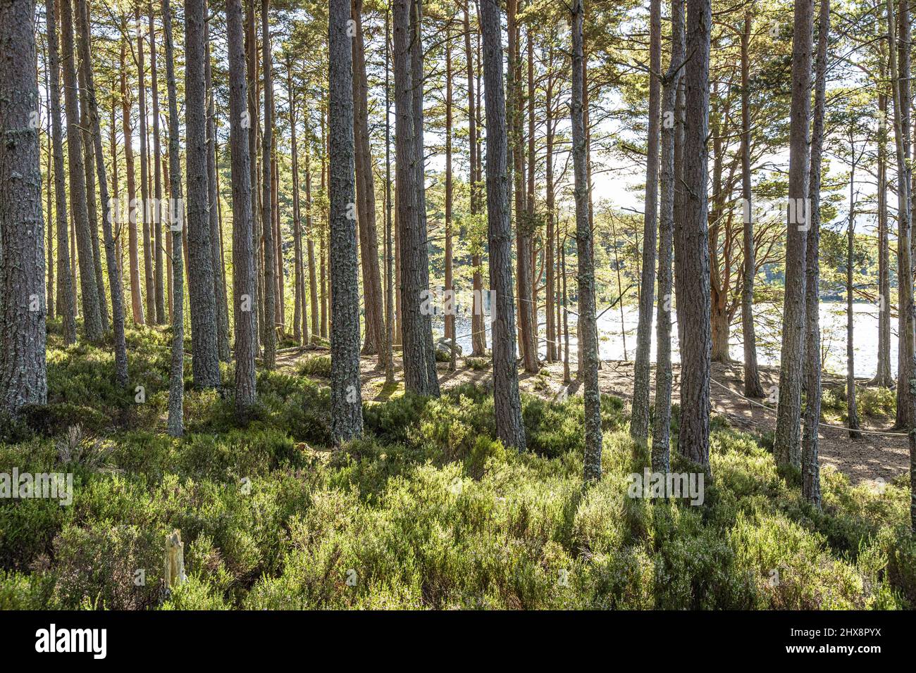Scots Pine trees in the National Nature Reserve on the banks