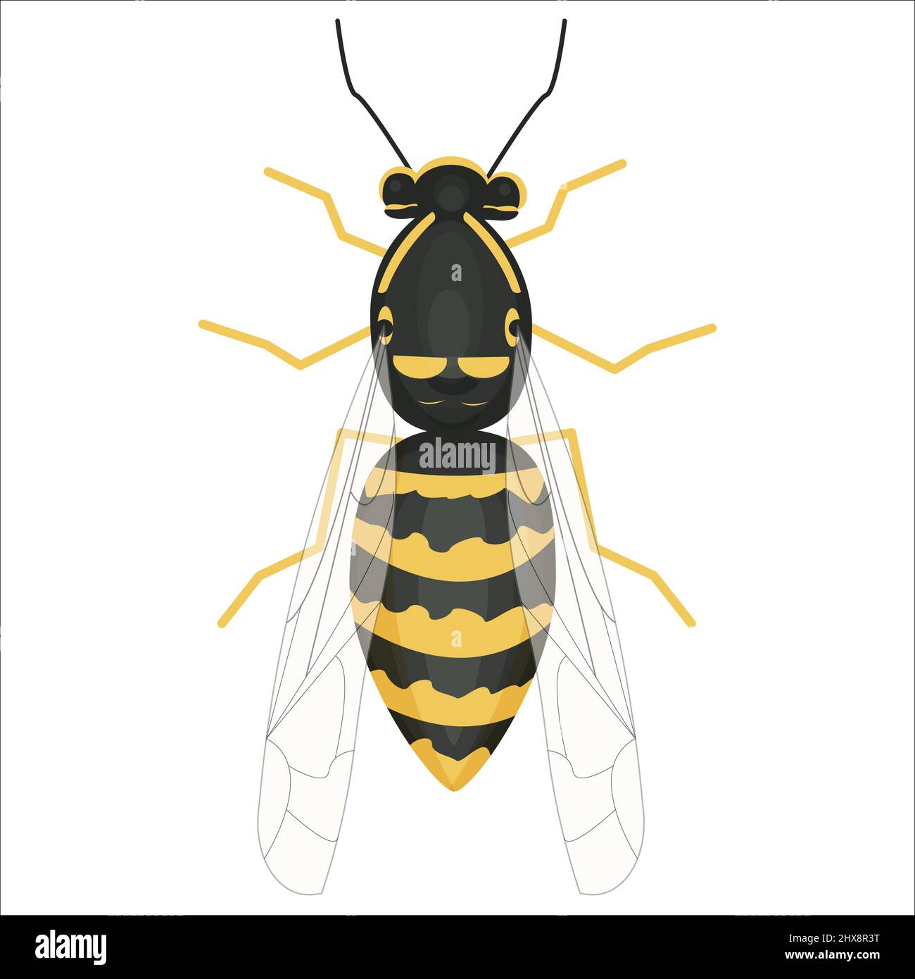 Bright colorful detailed Illustration of wasp in vector design. Graphic realistic insect. Isolated clip art on white background.  Stock Vector