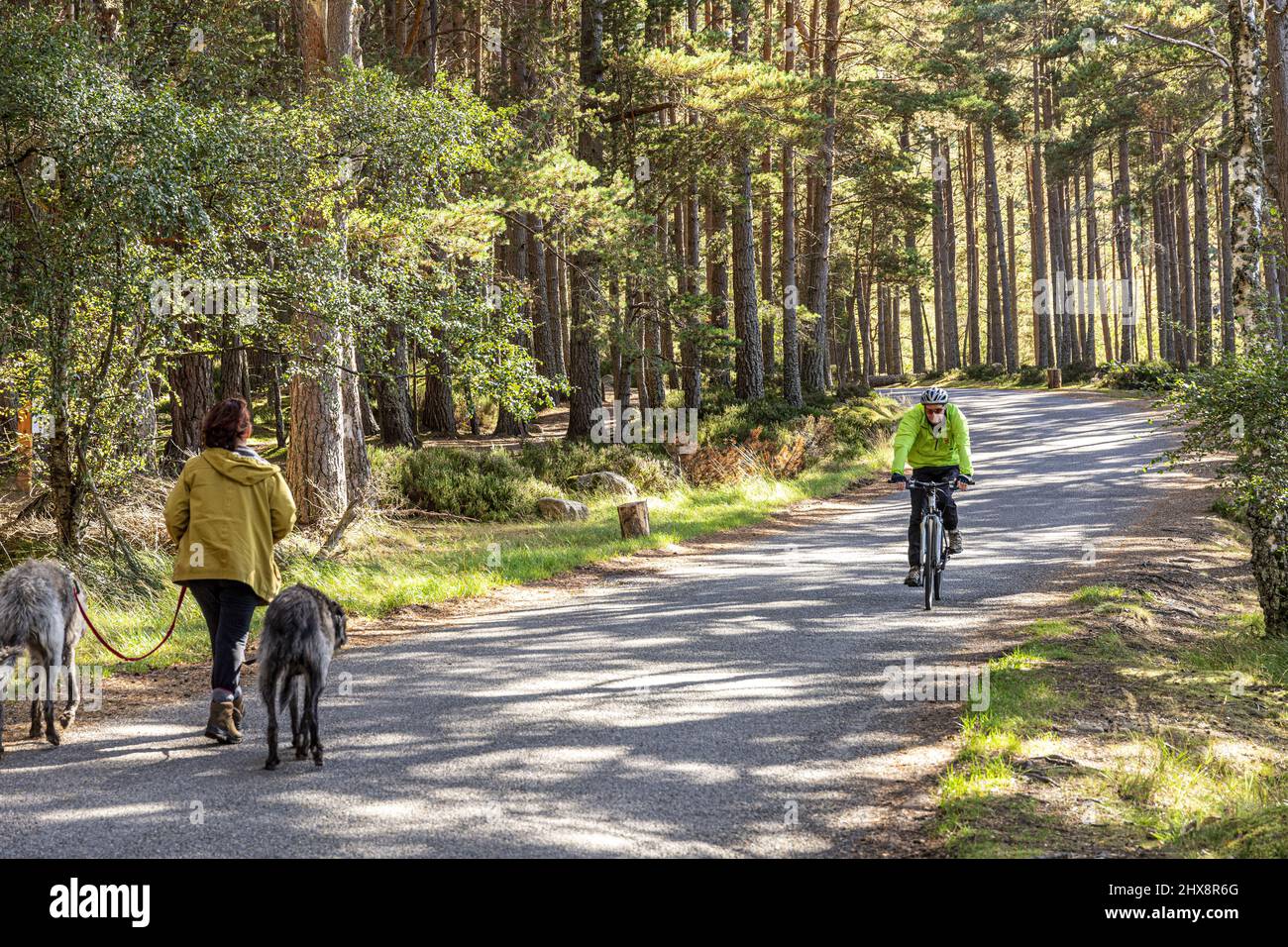 Dog walking and cycling among the Scots Pine trees in the Abernethy National Nature Reserve on the banks of Loch Garten,  Highland, Scotland UK. Stock Photo
