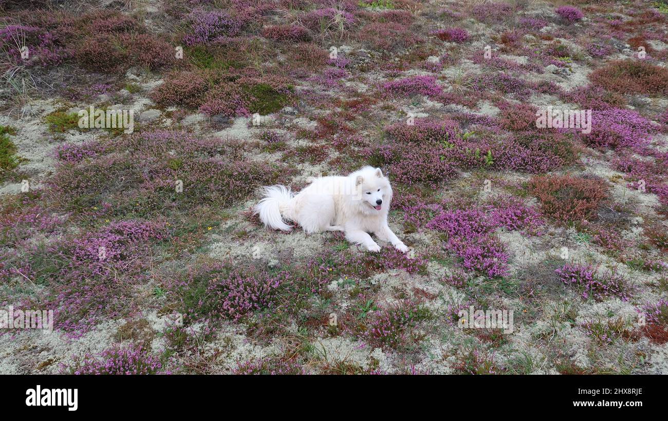 Samoyed dog lying on the coast Stock Photo
